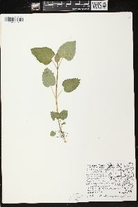 Scutellaria ovata image