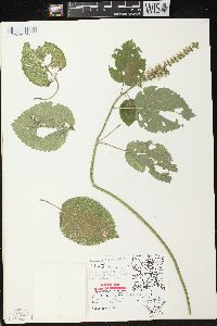 Scutellaria ovata subsp. ovata image