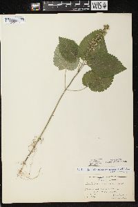 Scutellaria ovata image