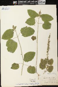 Scutellaria ovata subsp. ovata image