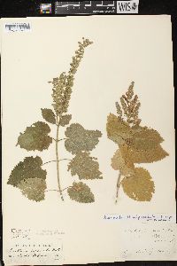 Scutellaria ovata image