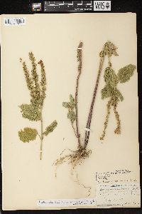 Scutellaria ovata subsp. ovata image