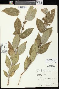 Salix cordata image