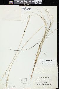 Elymus lanceolatus subsp. lanceolatus image