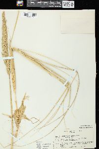 Ammophila breviligulata image