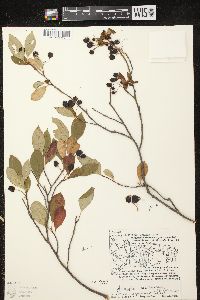 Aronia × prunifolia image