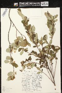 Aronia × prunifolia image