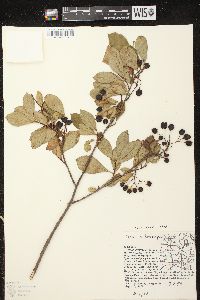 Aronia × prunifolia image