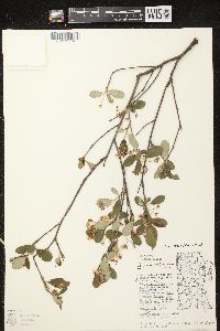 Aronia × prunifolia image