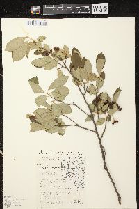 Aronia × prunifolia image