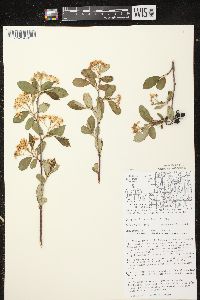 Aronia × prunifolia image