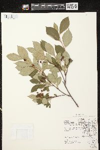 Aronia × prunifolia image