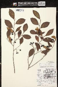 Aronia × prunifolia image