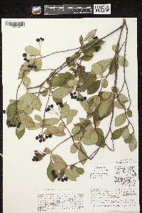 Aronia × prunifolia image