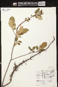 Aronia × prunifolia image