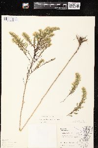 Symphyotrichum ericoides var. ericoides image