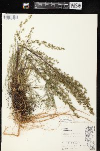 Artemisia campestris image