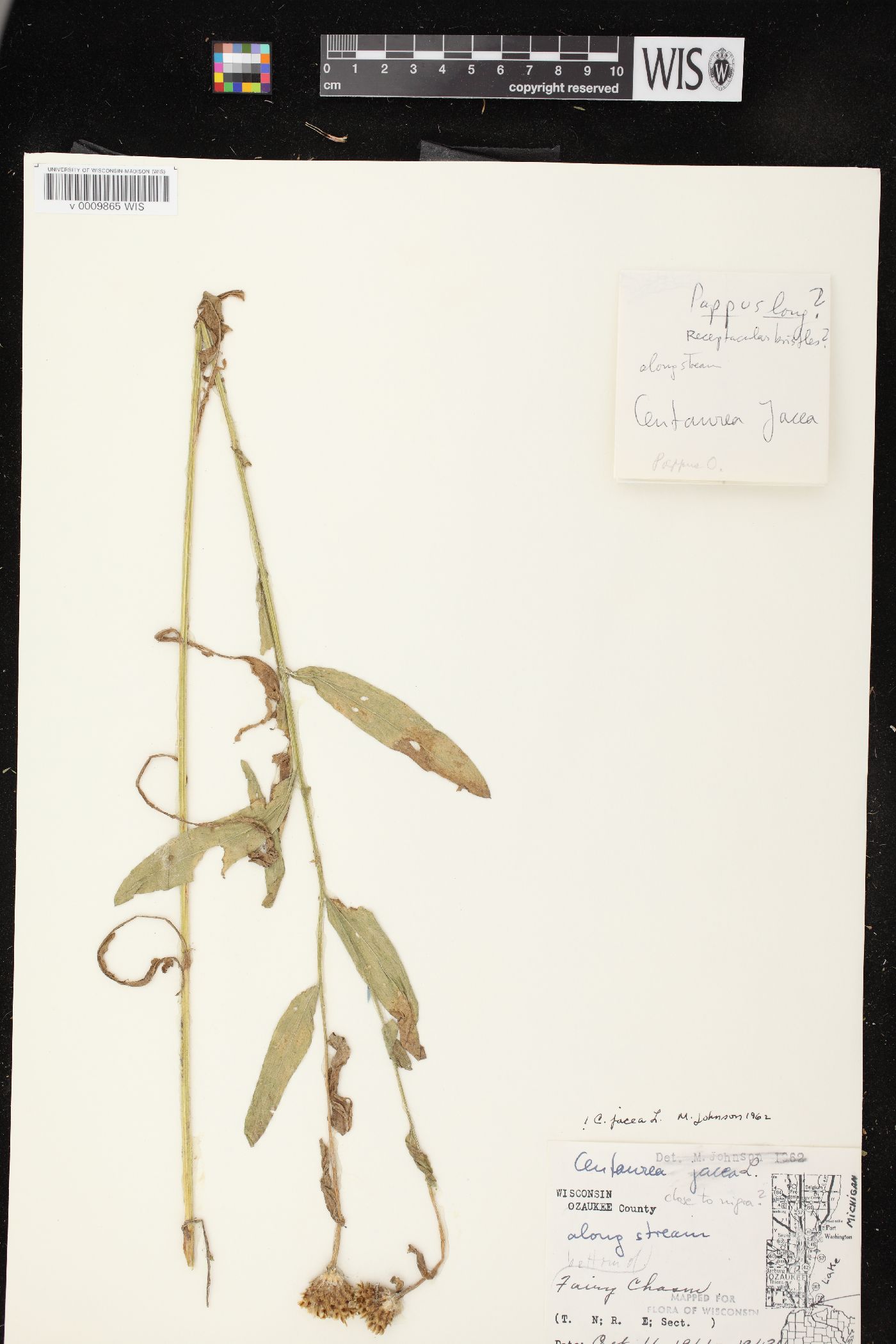 Centaurea jacea image
