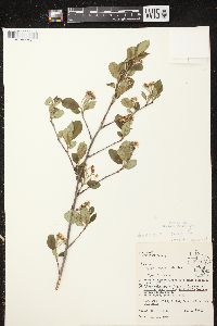 Aronia × prunifolia image