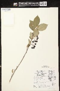 Aronia × prunifolia image