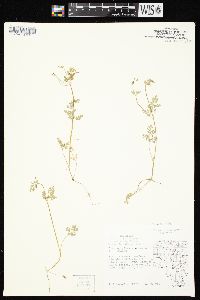 Chaerophyllum procumbens image