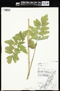 Pastinaca sativa image