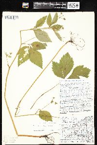 Sanicula trifoliata image