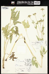 Thaspium trifoliatum var. aureum image