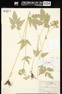 Thaspium trifoliatum image