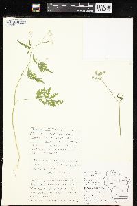 Torilis japonica image