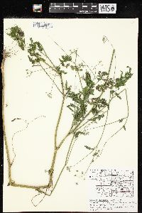 Torilis japonica image