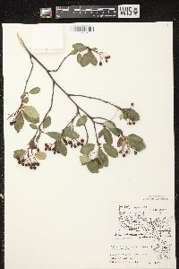 Aronia × prunifolia image