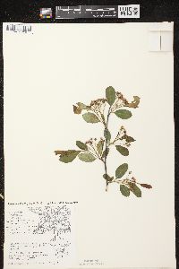 Aronia × prunifolia image