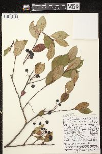 Aronia × prunifolia image