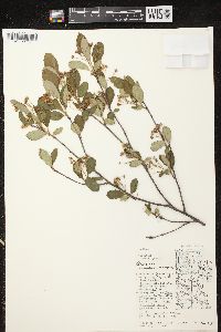 Aronia × prunifolia image