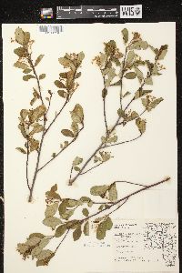 Aronia × prunifolia image