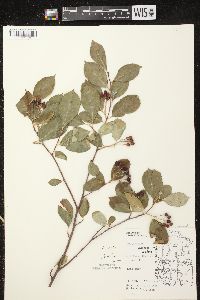 Aronia × prunifolia image