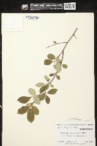 Aronia × prunifolia image