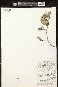 Aronia × prunifolia image