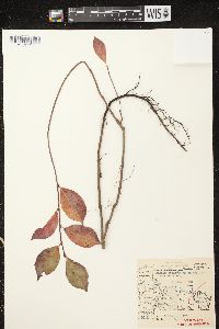 Aronia × prunifolia image