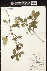 Aronia × prunifolia image