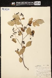 Aronia × prunifolia image