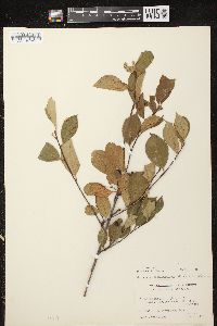 Aronia × prunifolia image