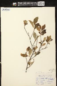 Aronia × prunifolia image