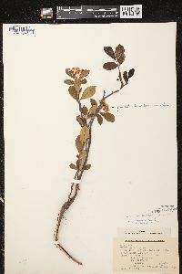 Aronia × prunifolia image