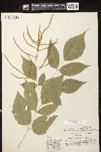 Aruncus dioicus var. acuminatus image