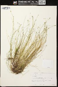 Carex leptalea subsp. leptalea image