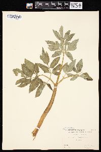 Angelica atropurpurea image