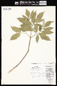 Angelica atropurpurea image