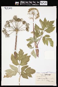 Angelica atropurpurea image